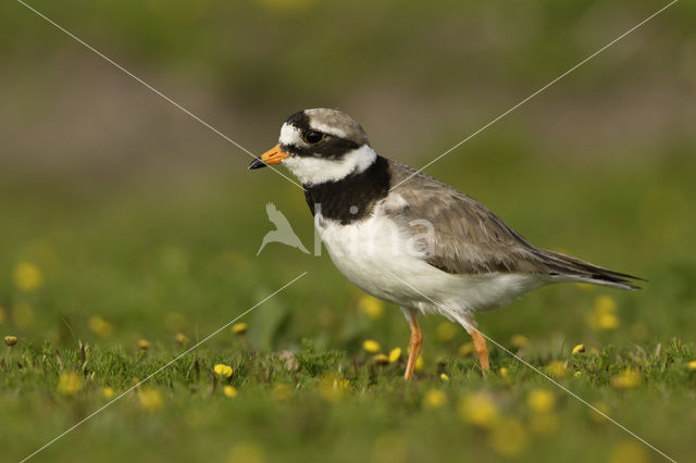 Bontbekplevier (Charadrius hiaticula)