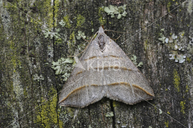 Booglijnuil (Colobochyla salicalis)