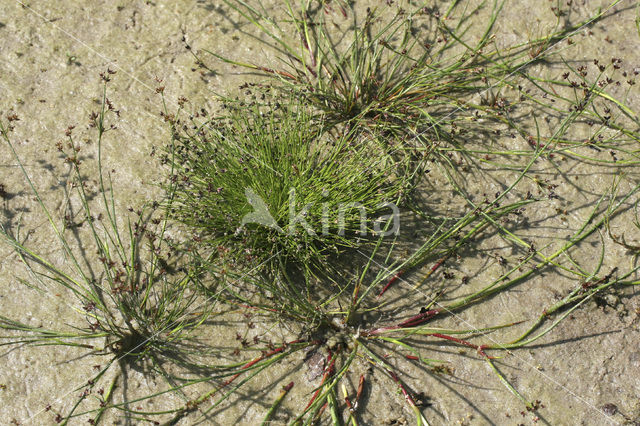 Borstelbies (Isolepis setacea)