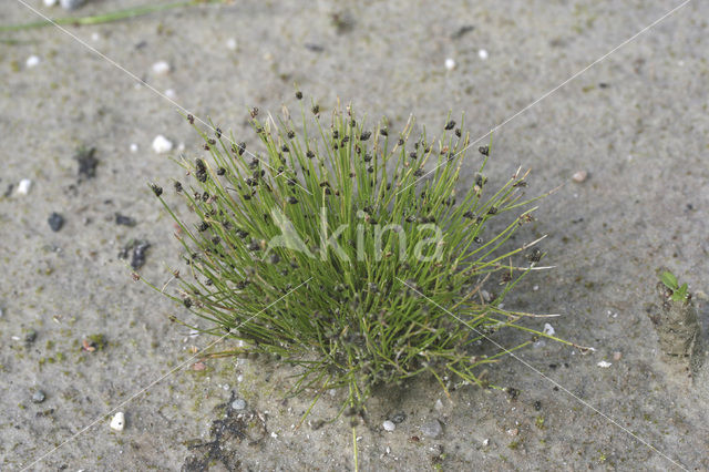 Bristle Club-rush (Isolepis setacea)