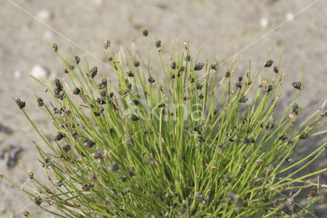 Bristle Club-rush (Isolepis setacea)