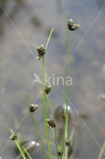 Bristle Club-rush (Isolepis setacea)