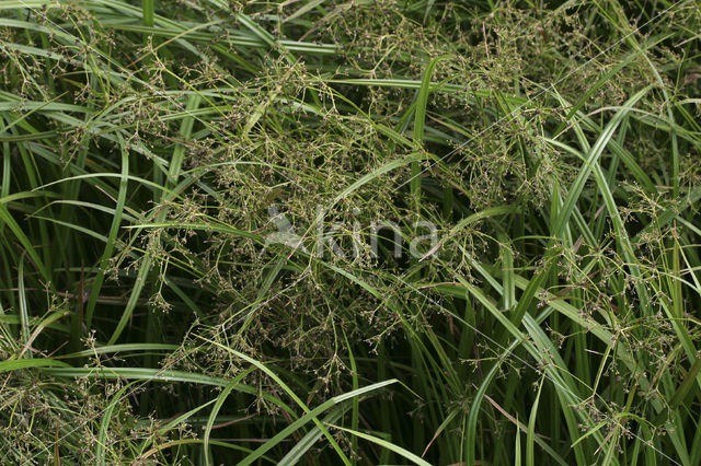 Wood Club-rush (Scirpus sylvaticus)