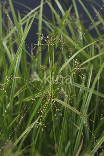 Wood Club-rush (Scirpus sylvaticus)