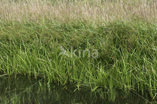 Wood Club-rush (Scirpus sylvaticus)