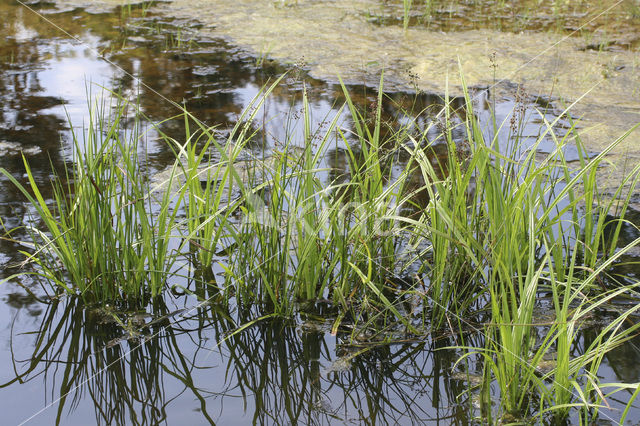 Bosbies (Scirpus sylvaticus)