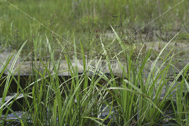 Wood Club-rush (Scirpus sylvaticus)