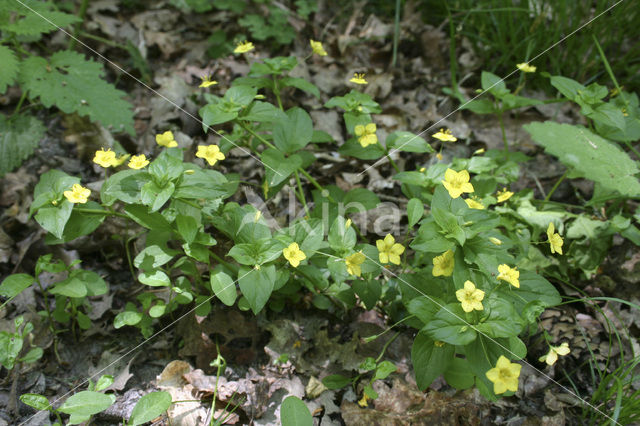 Yellow Pimpernel (Lysimachia nemorum)