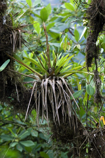 Bromelia