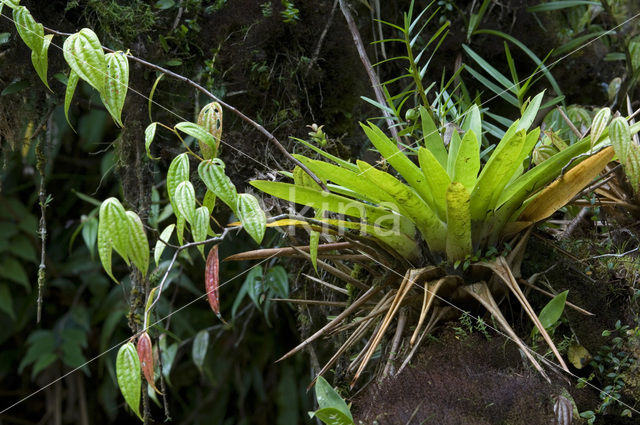 Bromelia