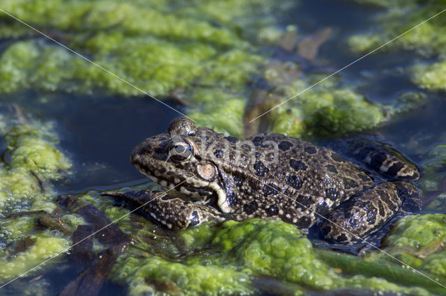 Bruine kikker (Rana temporaria)