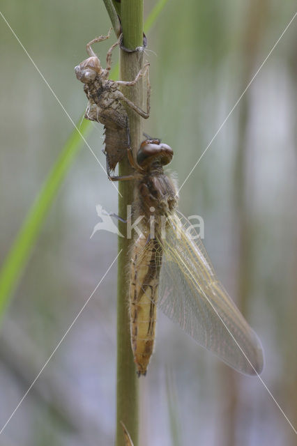 Bruine korenbout (Libellula fulva)