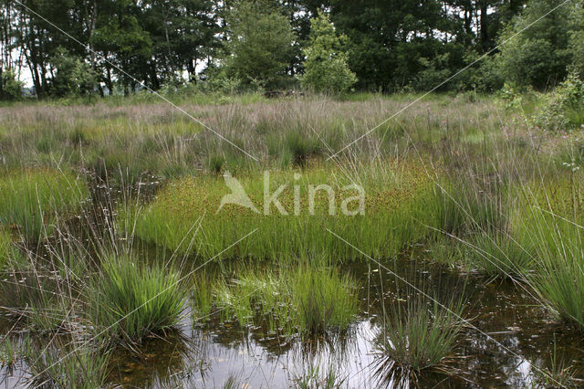 Bruine snavelbies (Rhynchospora fusca)