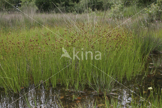 Bruine snavelbies (Rhynchospora fusca)