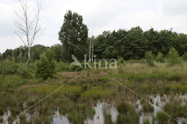 Bruine snavelbies (Rhynchospora fusca)