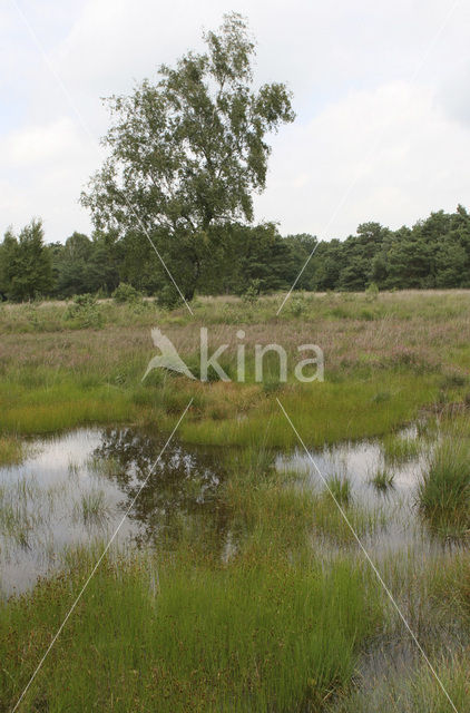 Bruine snavelbies (Rhynchospora fusca)