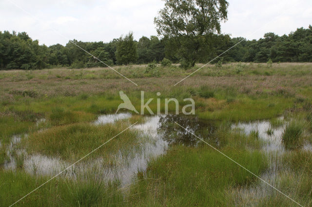 Bruine snavelbies (Rhynchospora fusca)