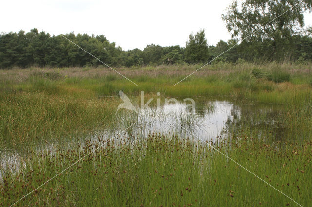 Bruine snavelbies (Rhynchospora fusca)