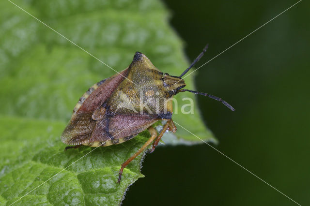 Carpocoris fuscispinus