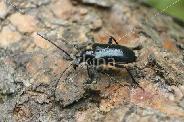 Dinoptera collaris