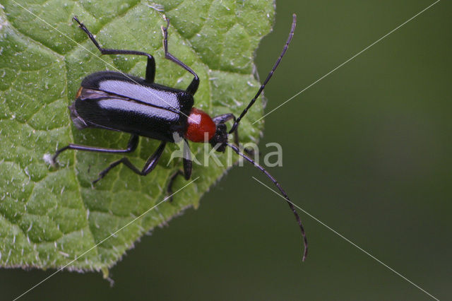 Dinoptera collaris