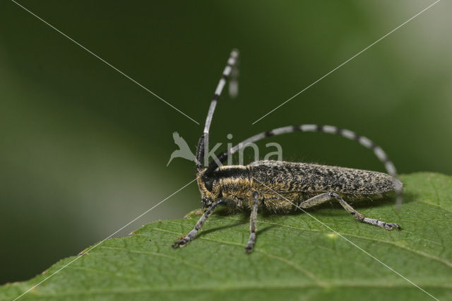 Distelbok (Agapanthia villosoviridescens)