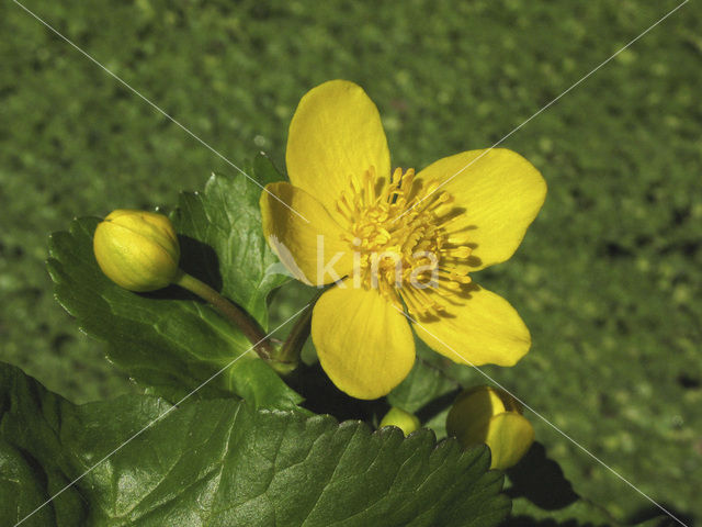 Dotterbloem (Caltha palustris)