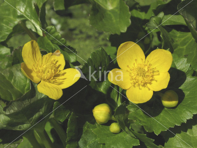 Dotterbloem (Caltha palustris)