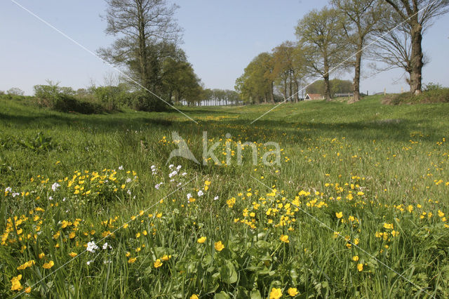 Dotterbloem (Caltha palustris)