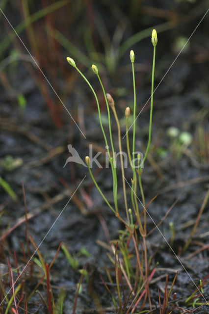 Yellow Centaury (Cicendia filiformis)