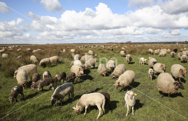 Drents heideschaap (Ovis domesticus)