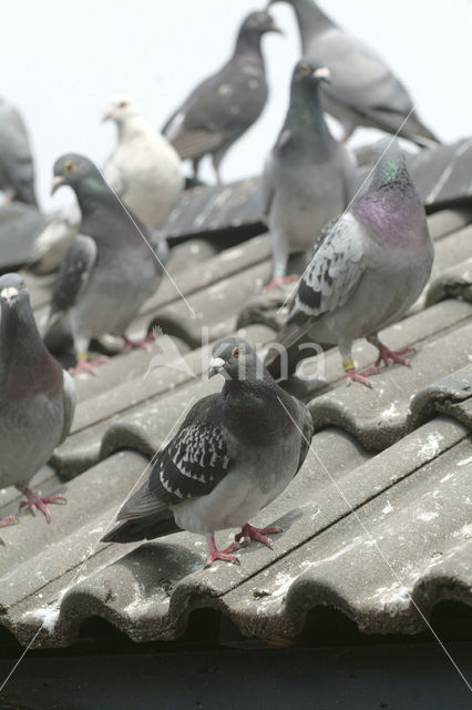 Duif (Columba spec.)