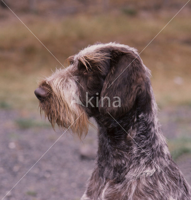 Duitse draadharige staande hond (Canis domesticus)