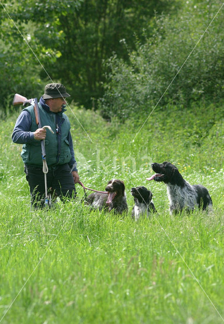 Duitse draadharige staande hond (Canis domesticus)