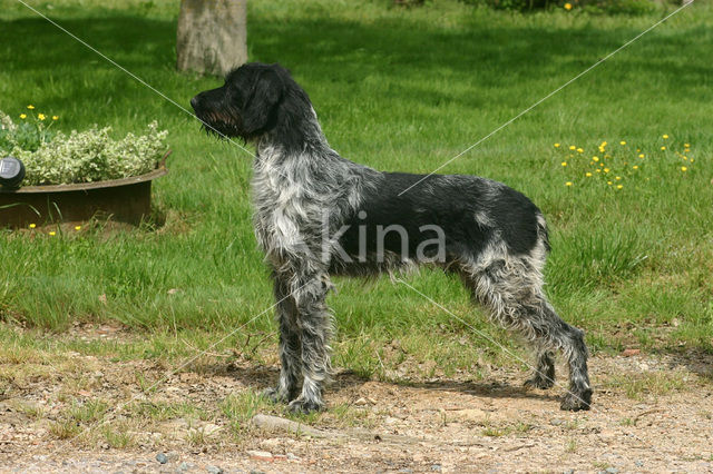 Duitse draadharige staande hond (Canis domesticus)