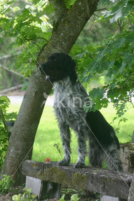 Duitse draadharige staande hond (Canis domesticus)