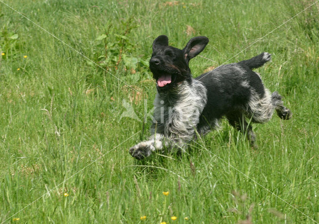 Duitse draadharige staande hond (Canis domesticus)