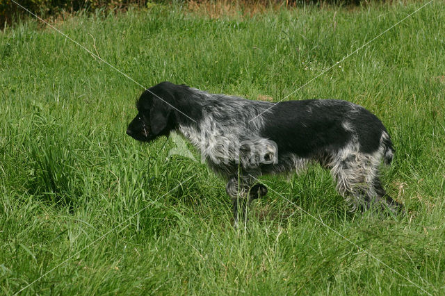 Duitse draadharige staande hond (Canis domesticus)