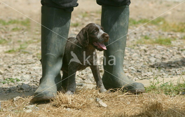 Duitse draadharige staande hond (Canis domesticus)