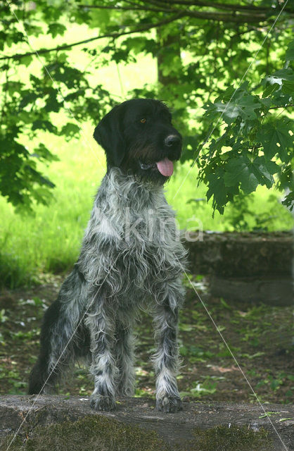 Duitse draadharige staande hond (Canis domesticus)