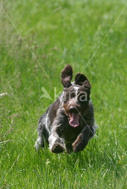 Duitse draadharige staande hond (Canis domesticus)