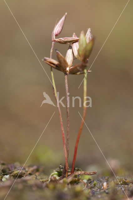 Dwergrus (Juncus pygmaeus)