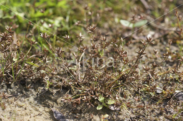 Dwergrus (Juncus pygmaeus)