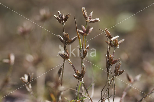 Dwergrus (Juncus pygmaeus)