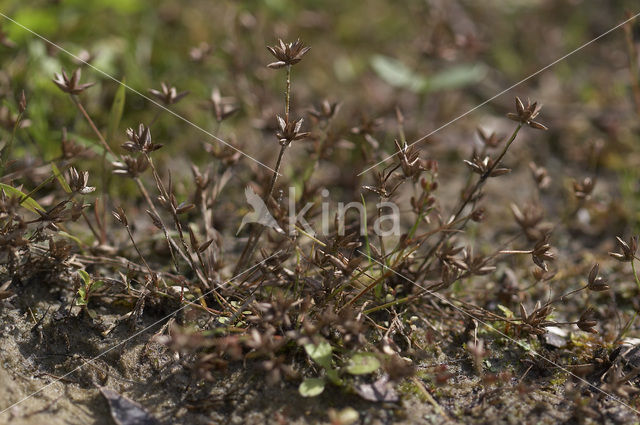 Dwergrus (Juncus pygmaeus)