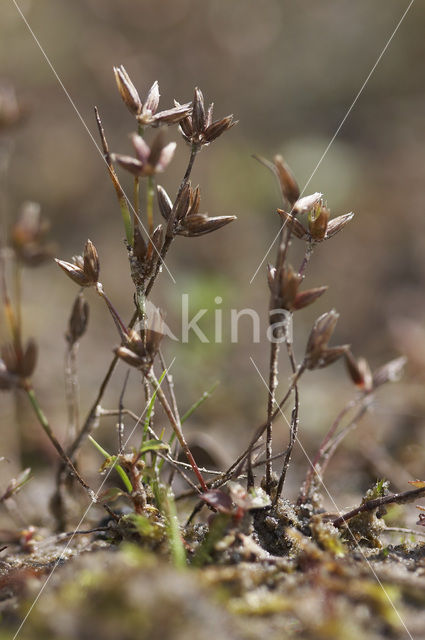 Dwergrus (Juncus pygmaeus)