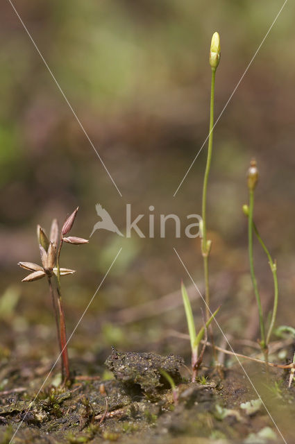 Dwergrus (Juncus pygmaeus)