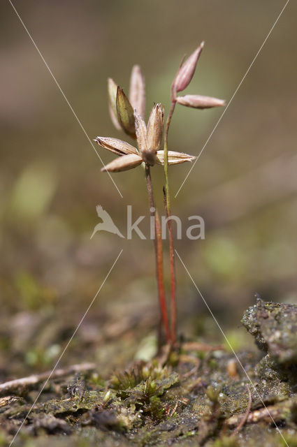 Dwergrus (Juncus pygmaeus)