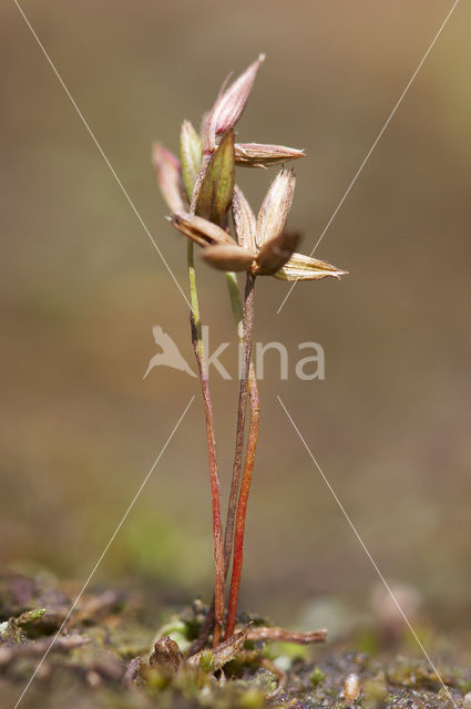 Dwergrus (Juncus pygmaeus)