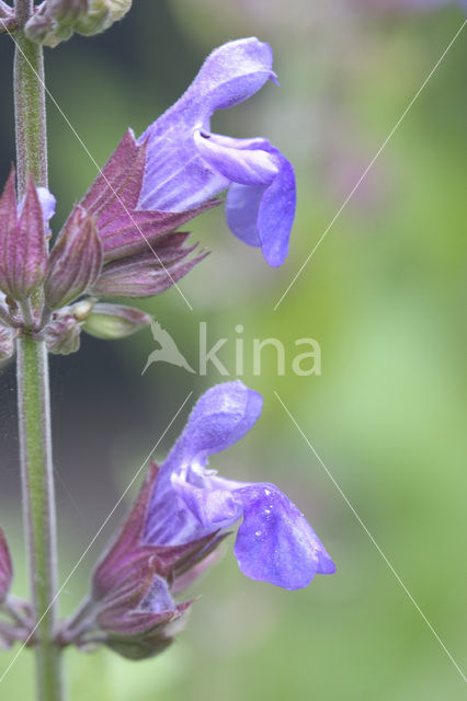 Echte salie (Salvia officinalis)